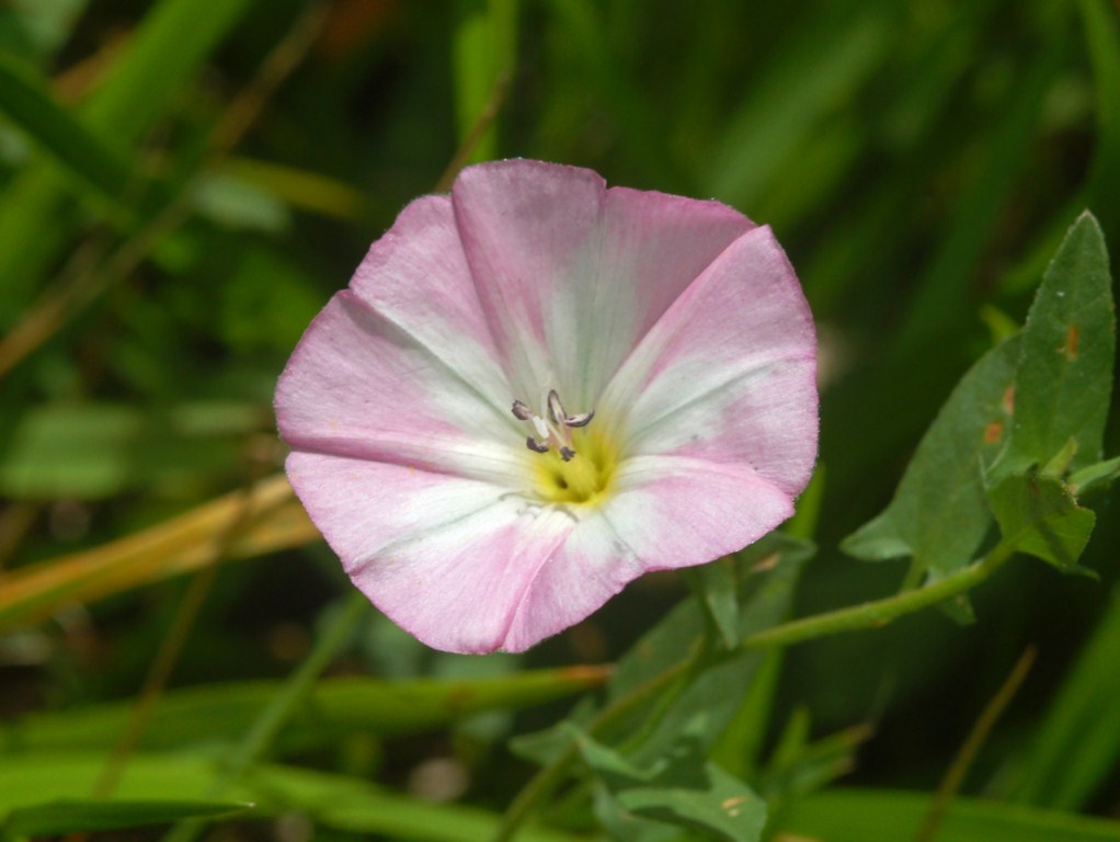 Convolvulus arvensis